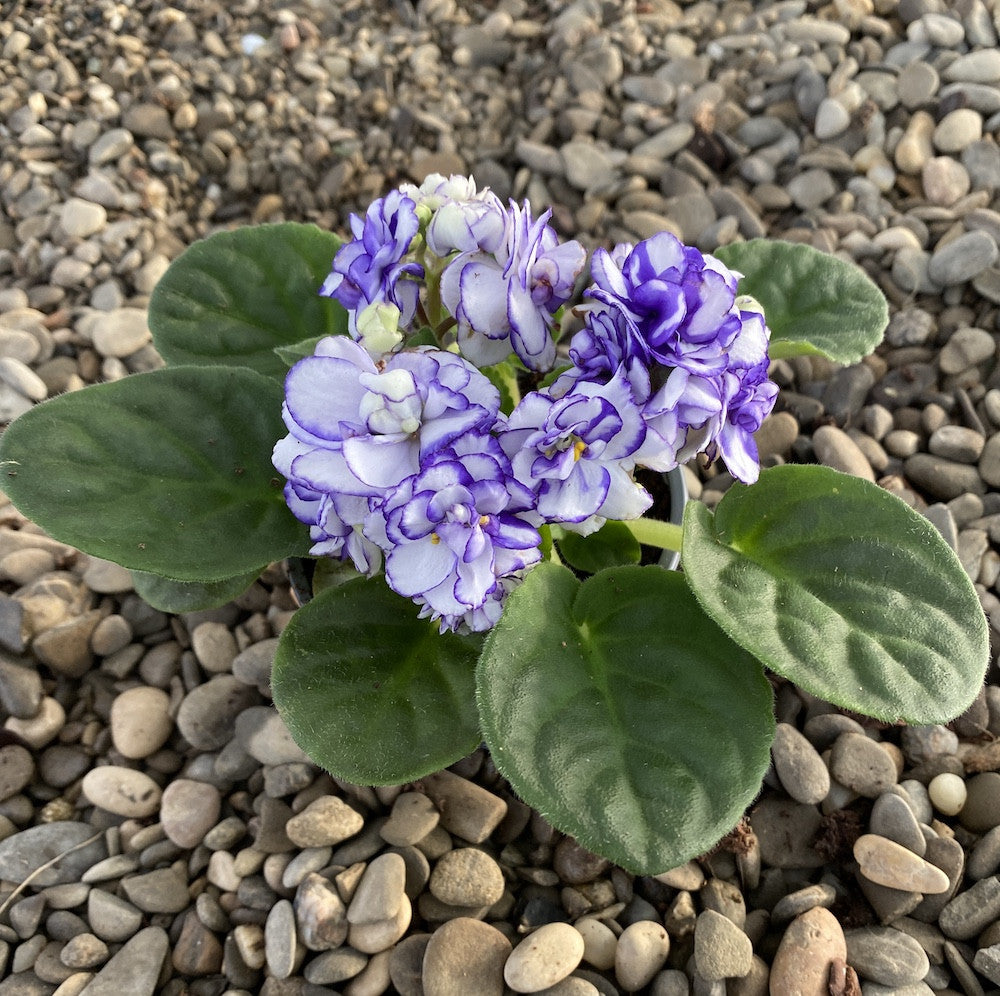 Saintpaulia - violete batute bicolore alb-mov
