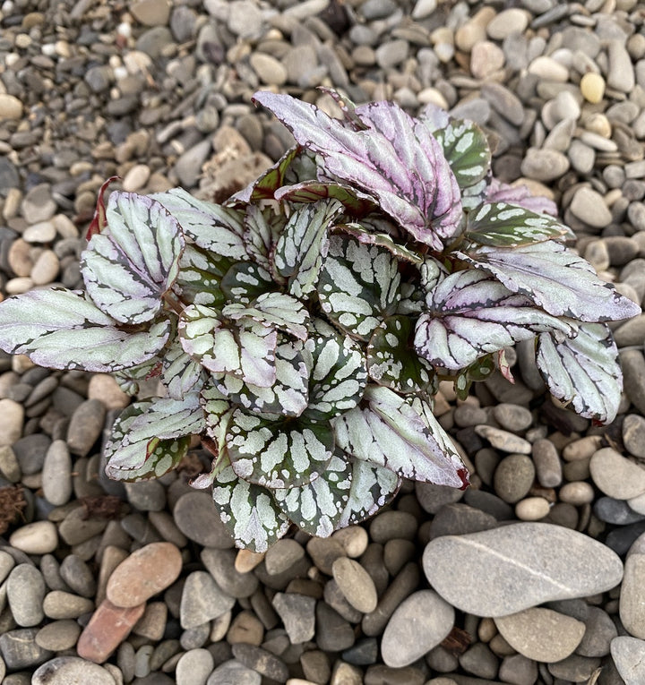 Begonia rex Silver