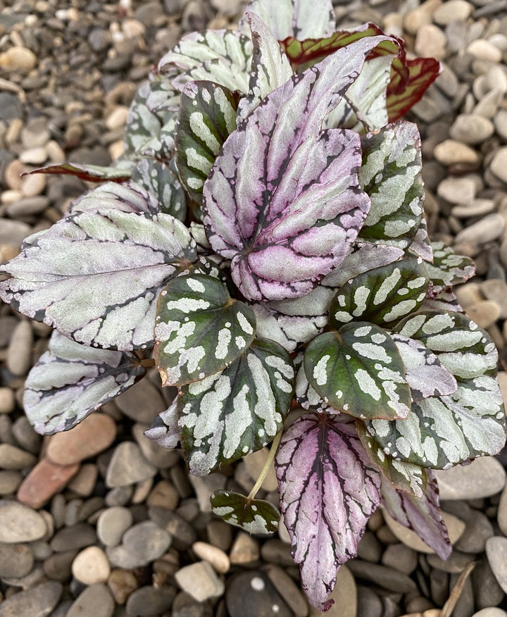 Begonia rex Silver