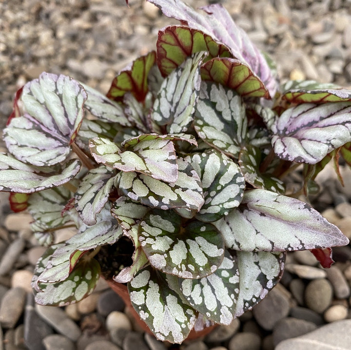 Begonia rex Silver