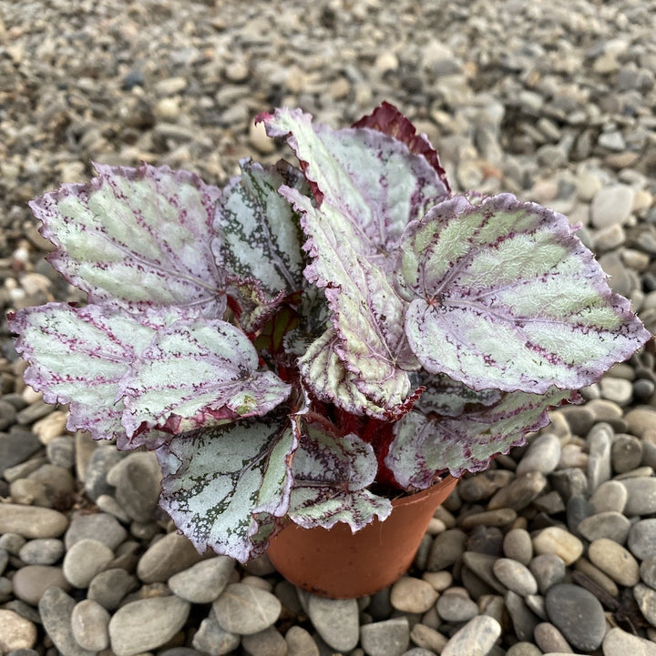 Begonia rex Merengue