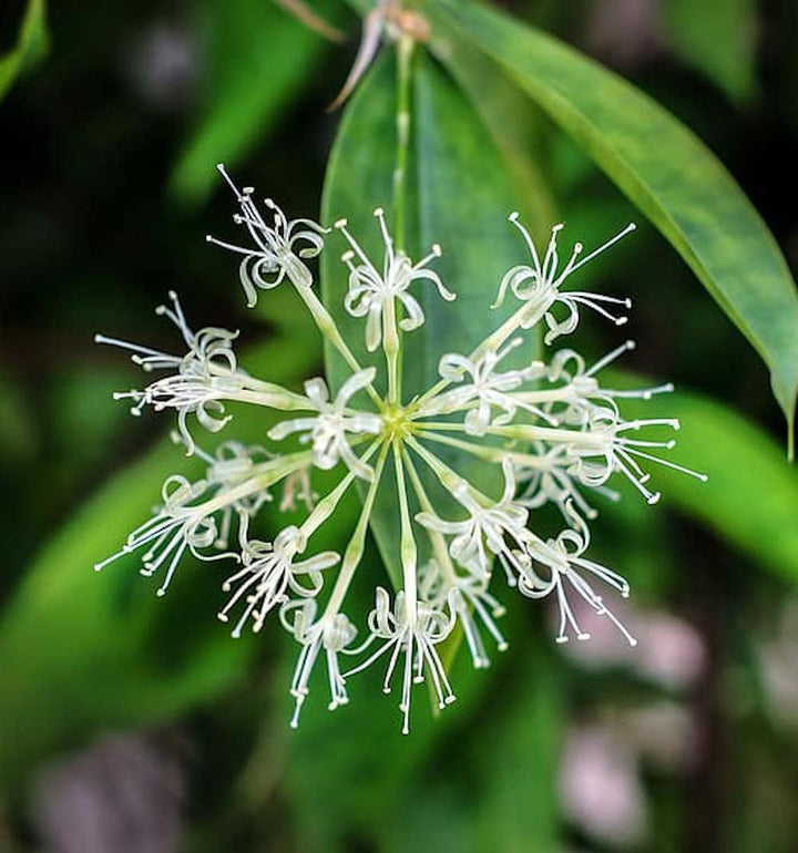 Dracaena surculosa