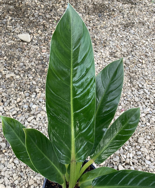philodendron fatboy yellow Philodendron Fatboy 'Giallo' XL – Secret Garden Plant Shop