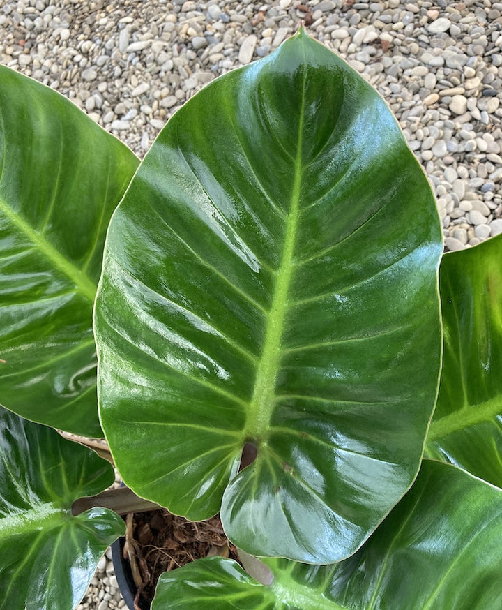 Philodendron melinonii