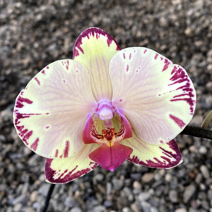 Phalaenopsis Miki Golden Fairy '119'.