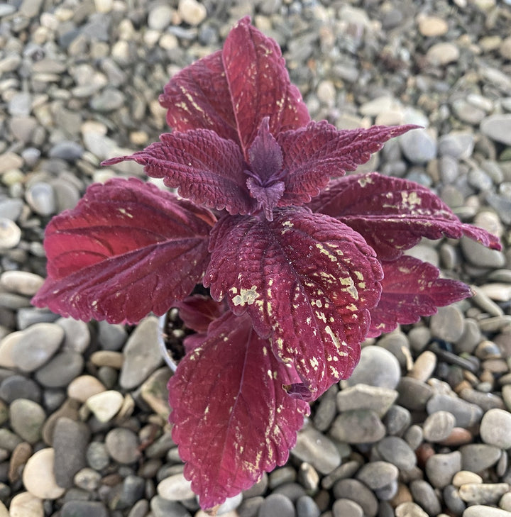 Coleus MS Wall Street (urzicuta)