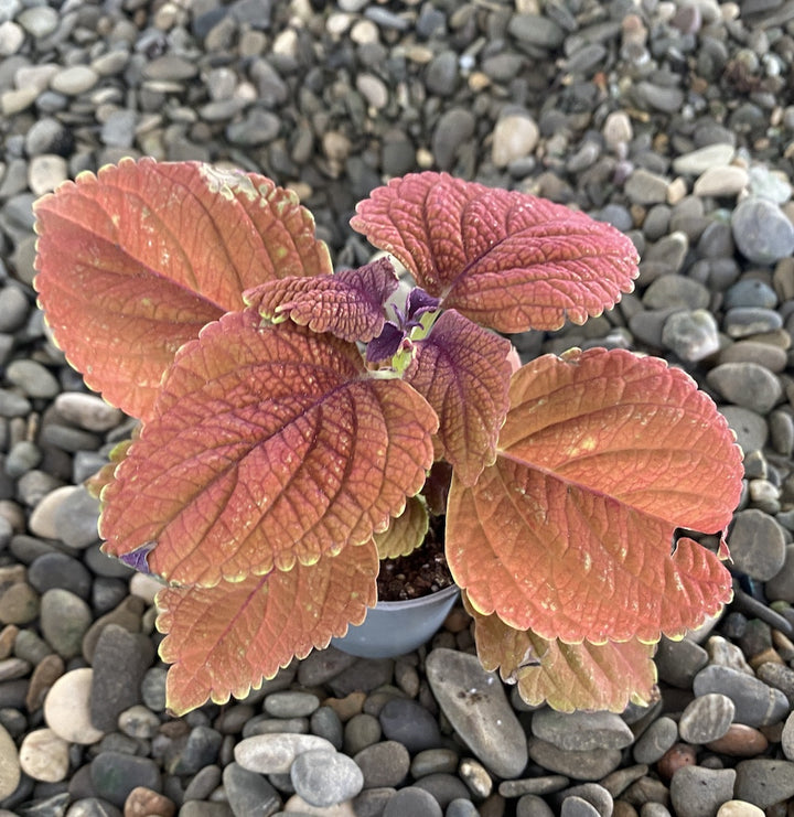 Coleus MS Sunset Boulevard (urzicuta)