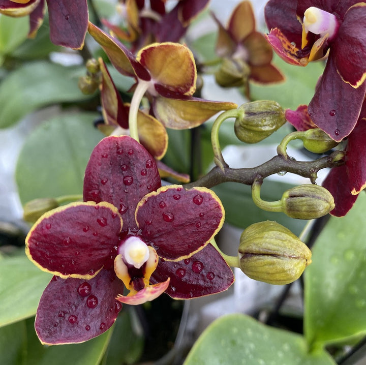 Orhidee Phalaenopsis Sunrise Red Peoker (flori cerate parfumate)