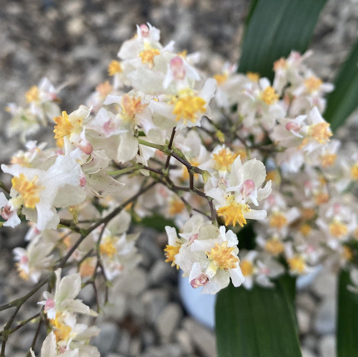 Comanda online Oncidium Twinkle roz la cel mai bun pret, cu livrare!