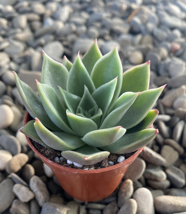 Echeveria mexicana