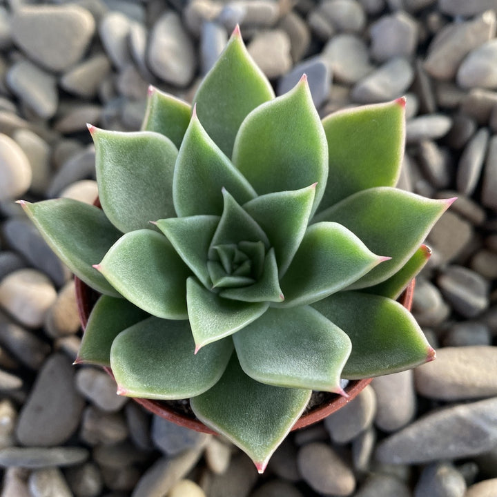 Echeveria mexicana