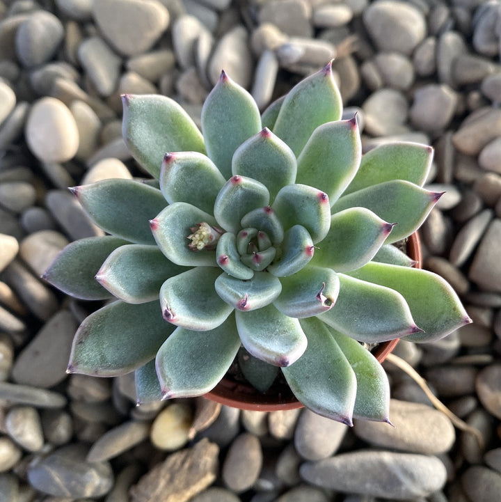 Echeveria silver star