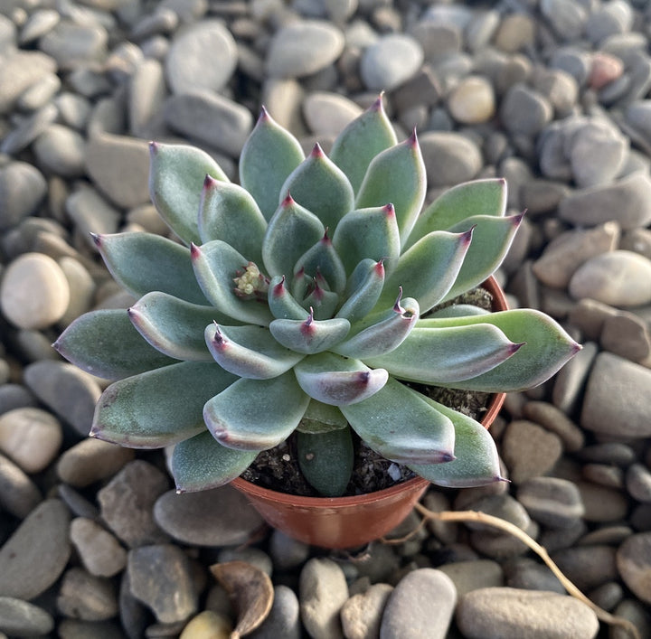 Echeveria silver star