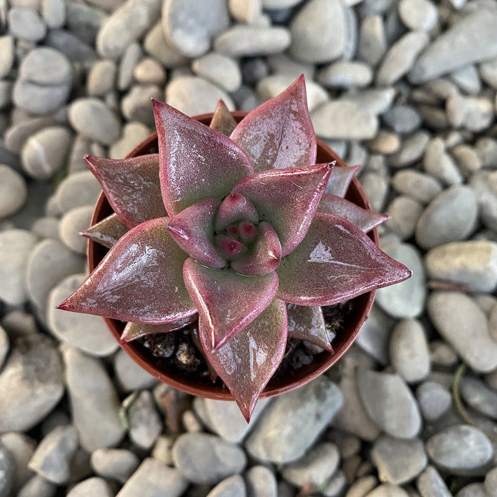 Echeveria Mars Galaxy