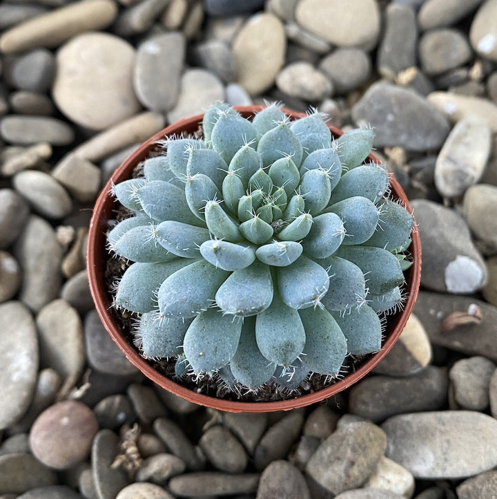 Echeveria rundelii