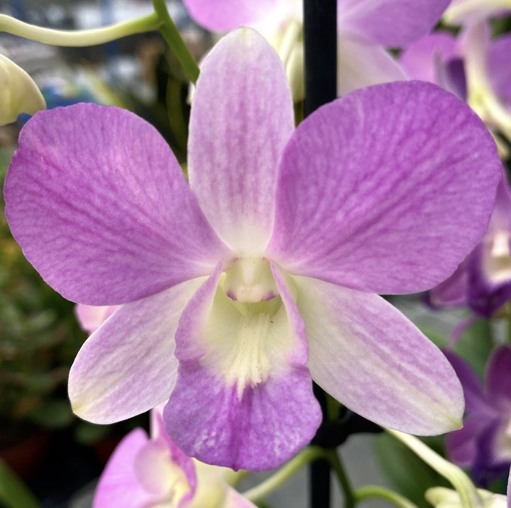 Dendrobium phalaenopsis Candy