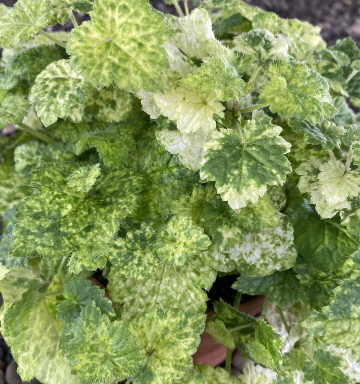 Tolmiea menziesii variegata (Piggy Back Plant)