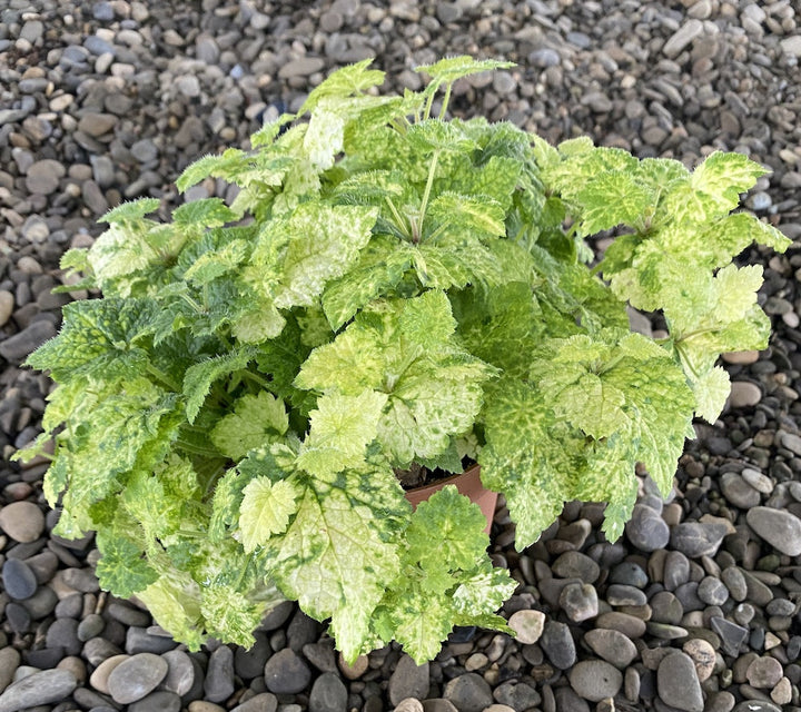 Tolmiea menziesii variegata (Piggy Back Plant)