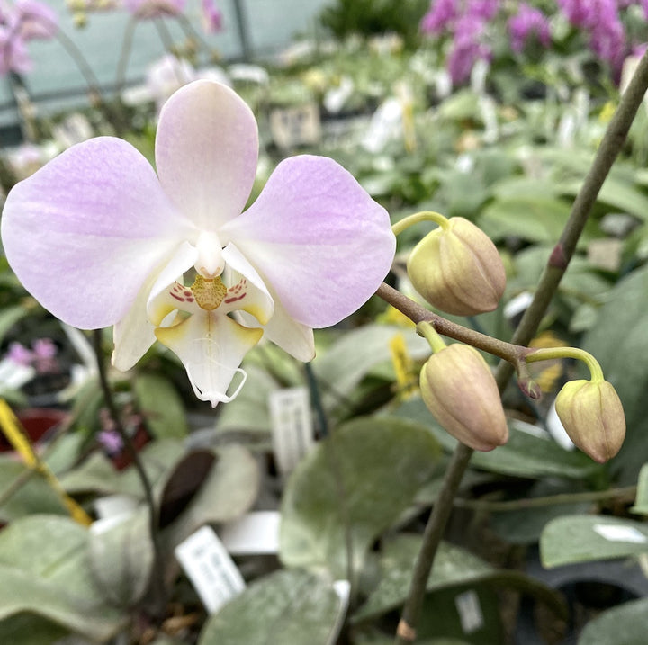 Phalaenopsis sanderiana × sib (frunze argintii)