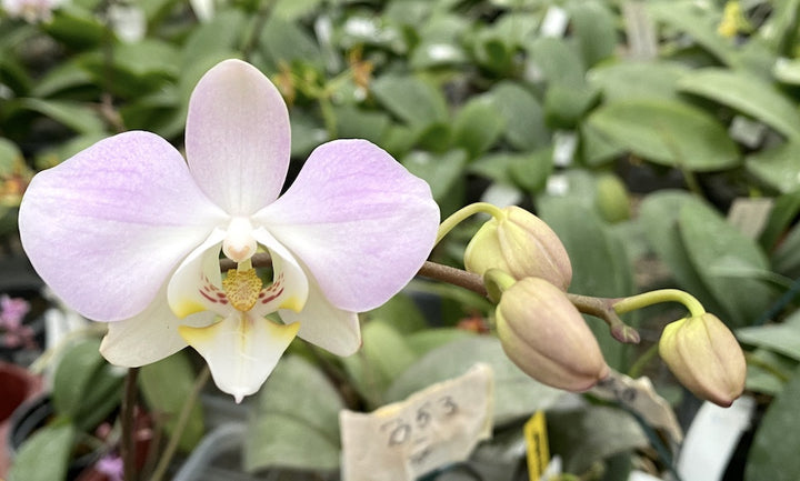 Phalaenopsis sanderiana × sib (frunze argintii)