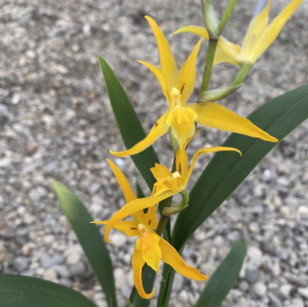 Orhidee Banfieldara Gold Star cu flori galbene parfumate