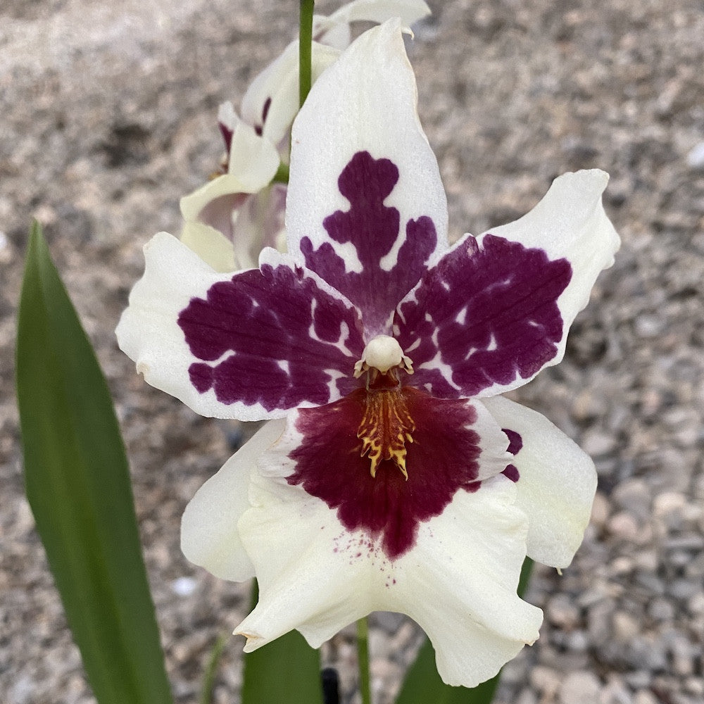 Orhidee Beallara Big Shot Hilo Sparkle