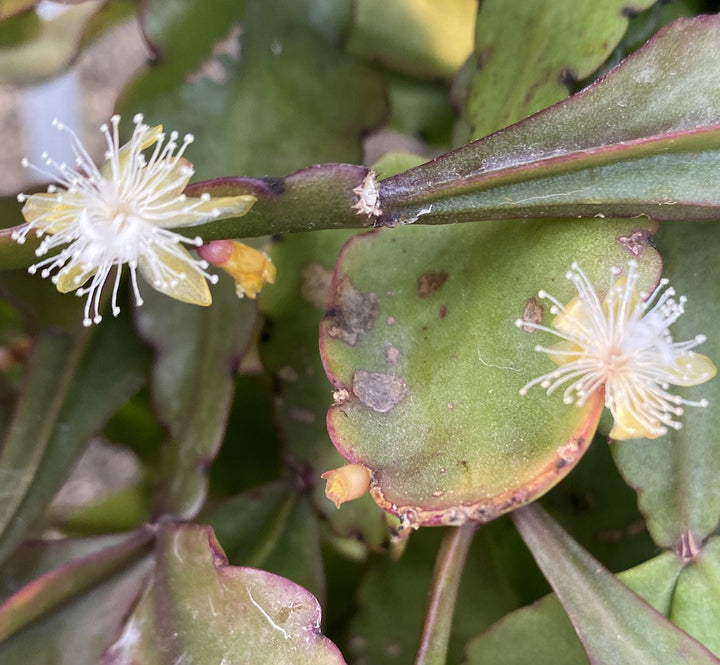 Rhipsalis elliptica