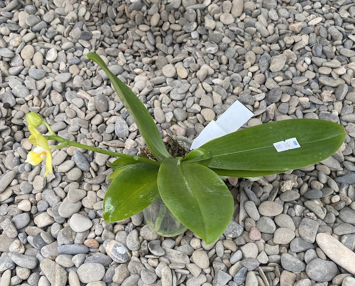 Phalaenopsis Younghome Golden Pixie '0198'