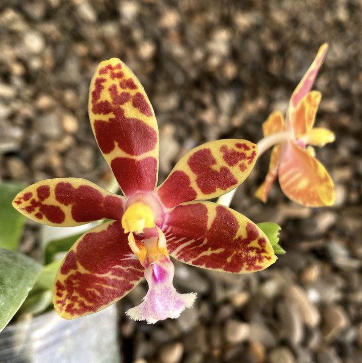 Phalaenopsis Mambo (amboinensis × mannii)