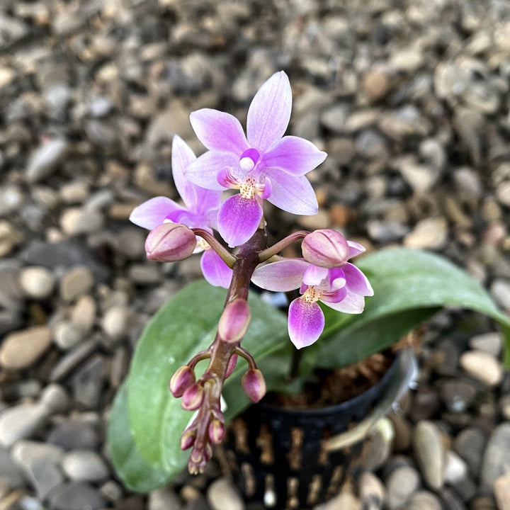 Phalaenopsis equestris 'Pink'