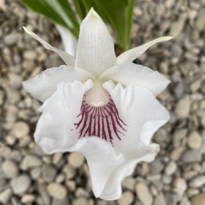 Warczewiczella (ex. Cochleanthes) amazonica × sib