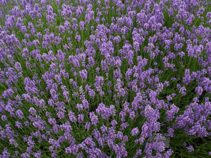 Lavanda in ghiveci - Lavandula Angustifolia