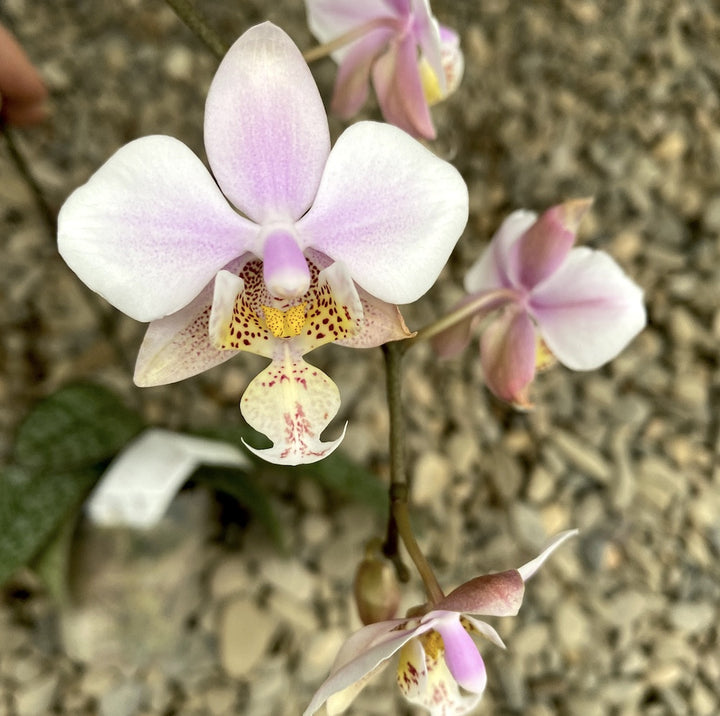 Phalaenopsis schilleriana (silver leaves) × stuartiana var. nobilis