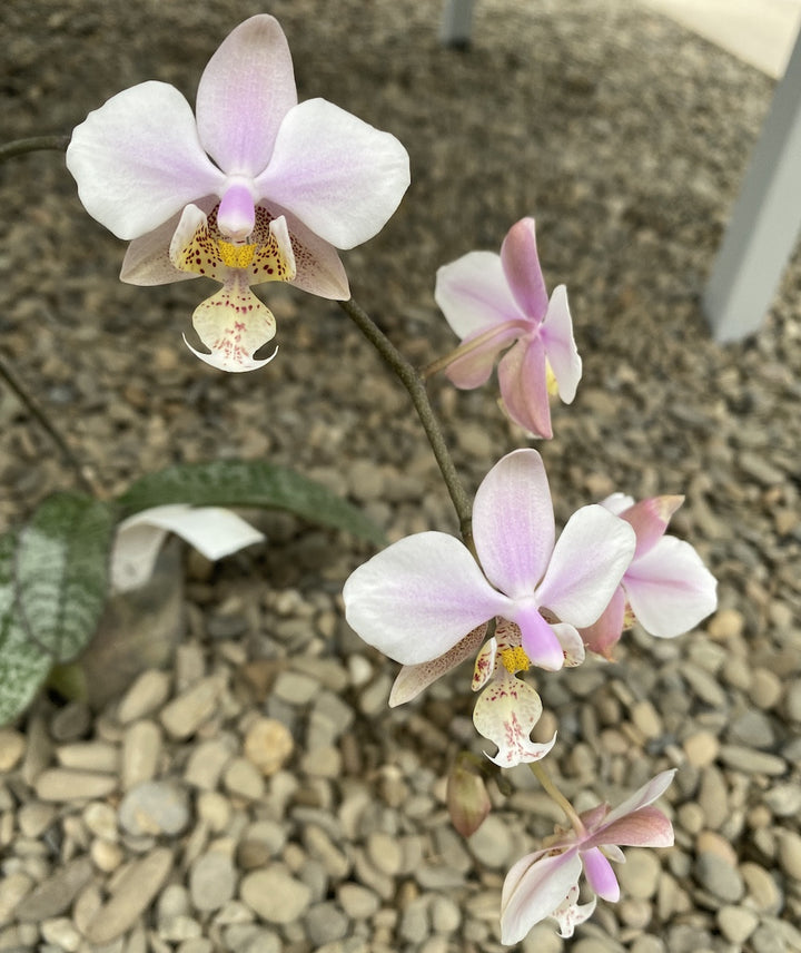 Phalaenopsis schilleriana (silver leaves) × stuartiana var. nobilis