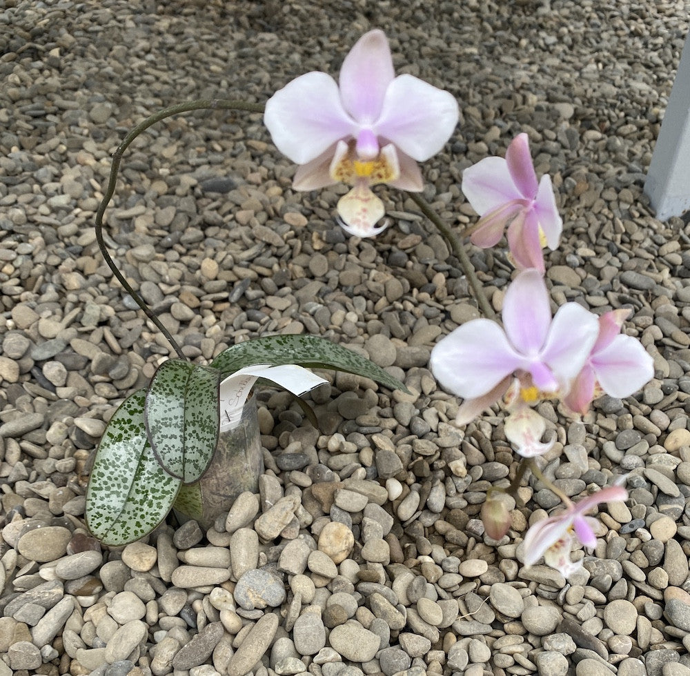 Phalaenopsis schilleriana (silver leaves) × stuartiana var. nobilis