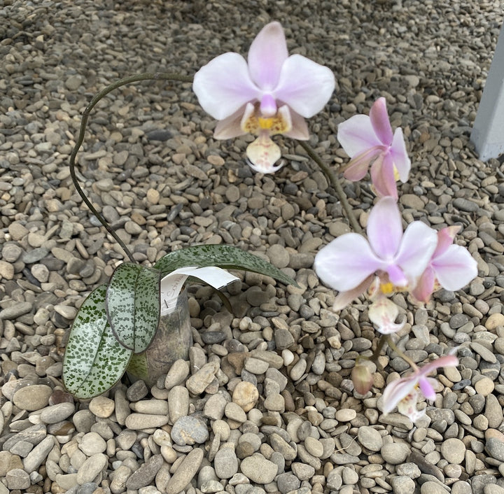 Phalaenopsis schilleriana (silver leaves) × stuartiana var. nobilis