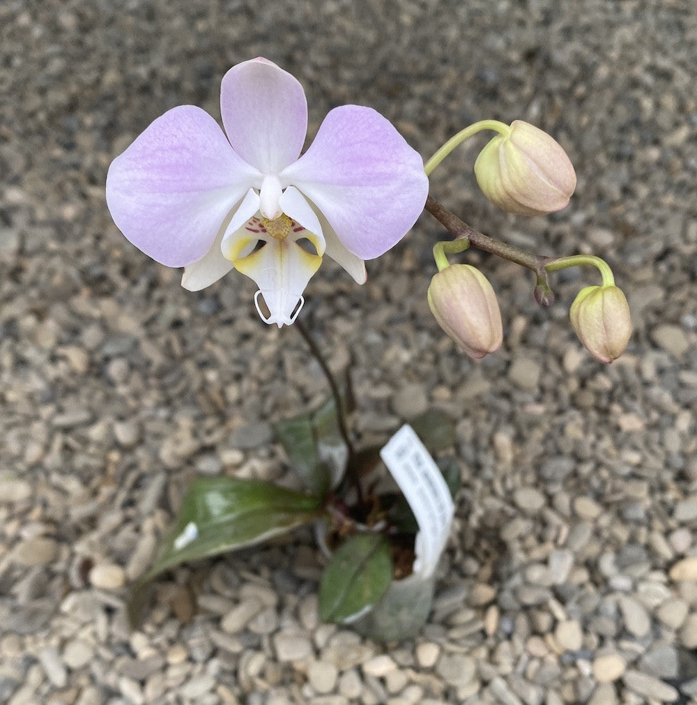 Phalaenopsis sanderiana × sib (frunze argintii)