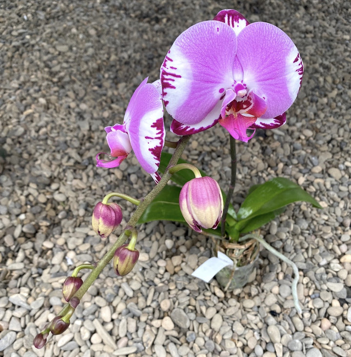 Phalaenopsis Miki Imperial Beauty