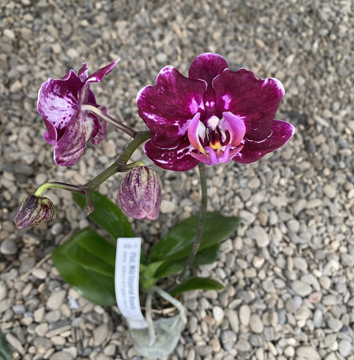 Phalaenopsis Miki Imperial Beauty