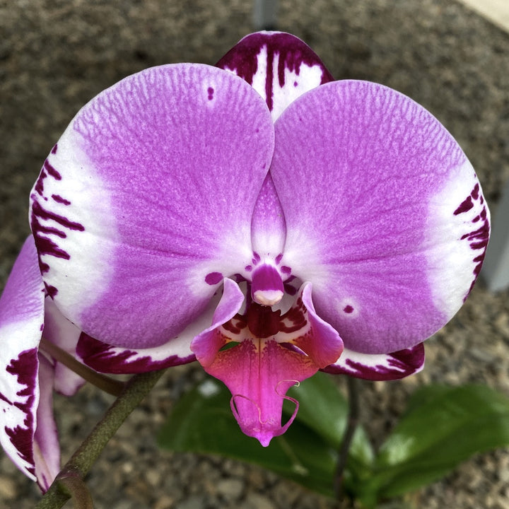 Phalaenopsis Miki Imperial Beauty