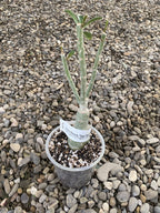 Adenium Obesum 'Tipsy Peach'