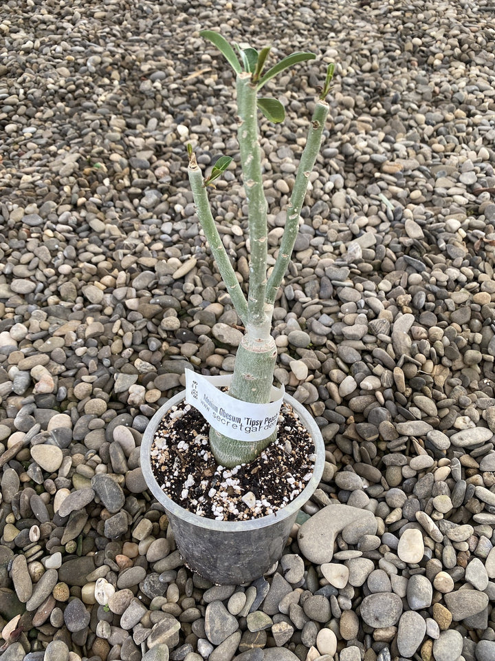 Adenium Obesum 'Tipsy Peach'