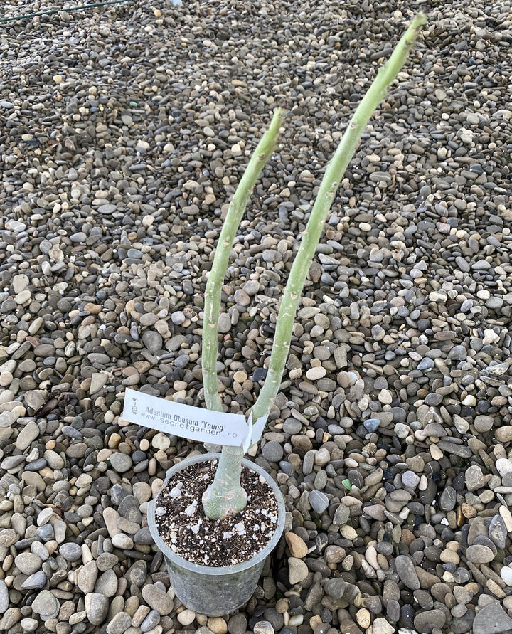 Adenium Obesum 'Young'