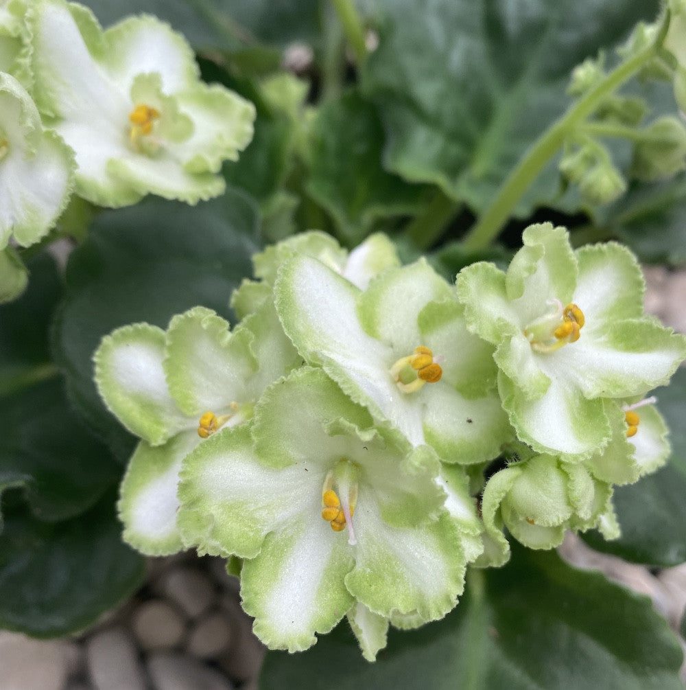 Violeta verde de vanzare - Saintpaulia Green, pret imbatabil cu livrare!