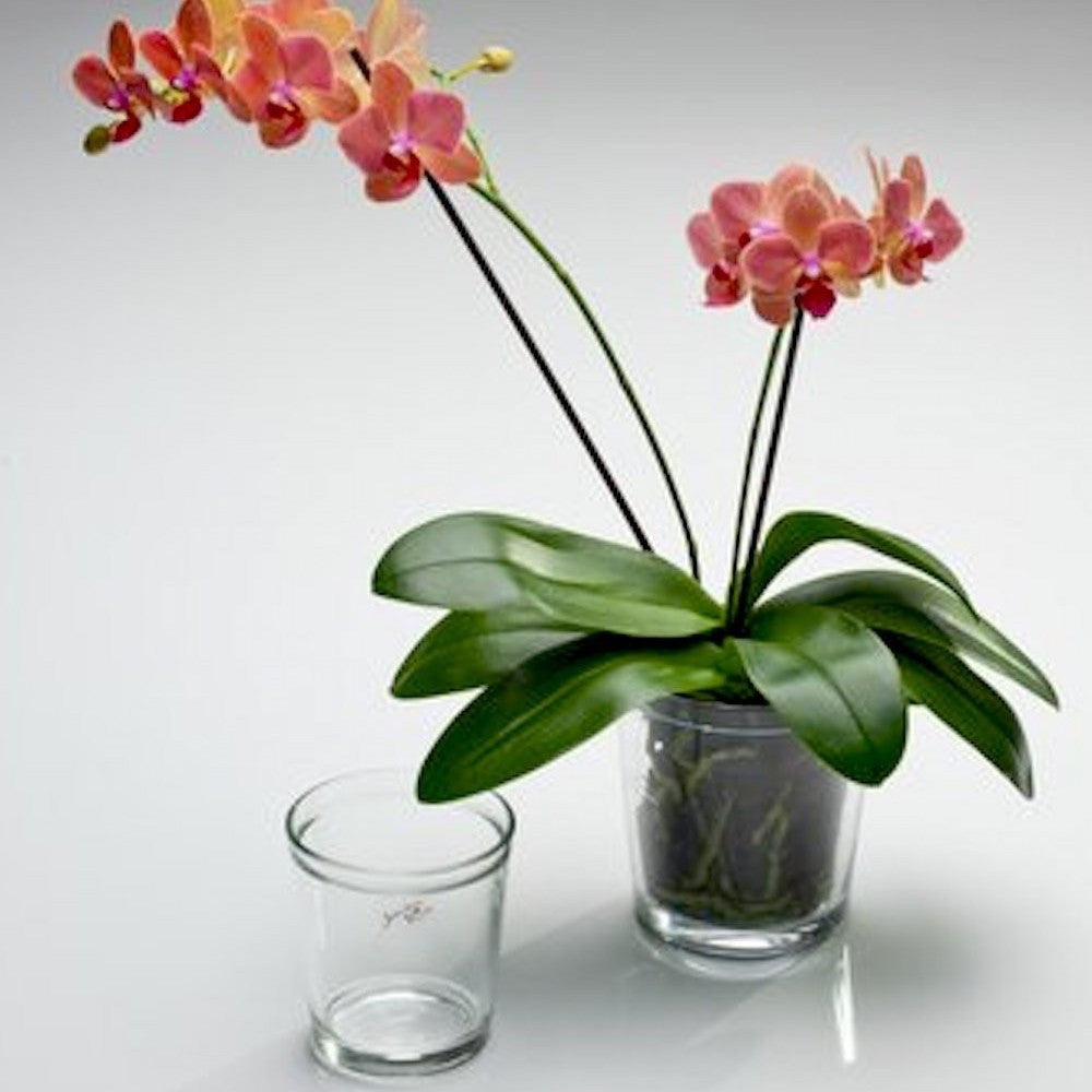 Vas de sticla orhidee tip masca, transparent