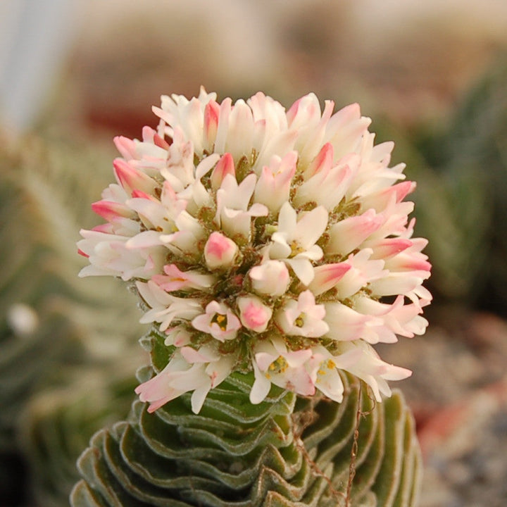 Crassula Buddha´s Temple