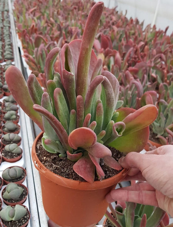 Kalanchoe luciae 'Oricula' Red