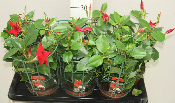 Mandevilla Rio Deep Red Koker - Dipladenia rosie