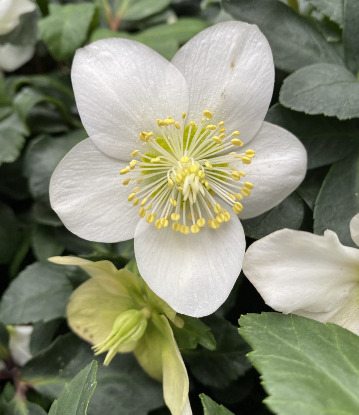 Helleborus Christmas Carol  - Trandafirul Craciunului, Spanz