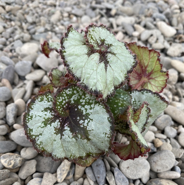 Begonia Rex Escargot